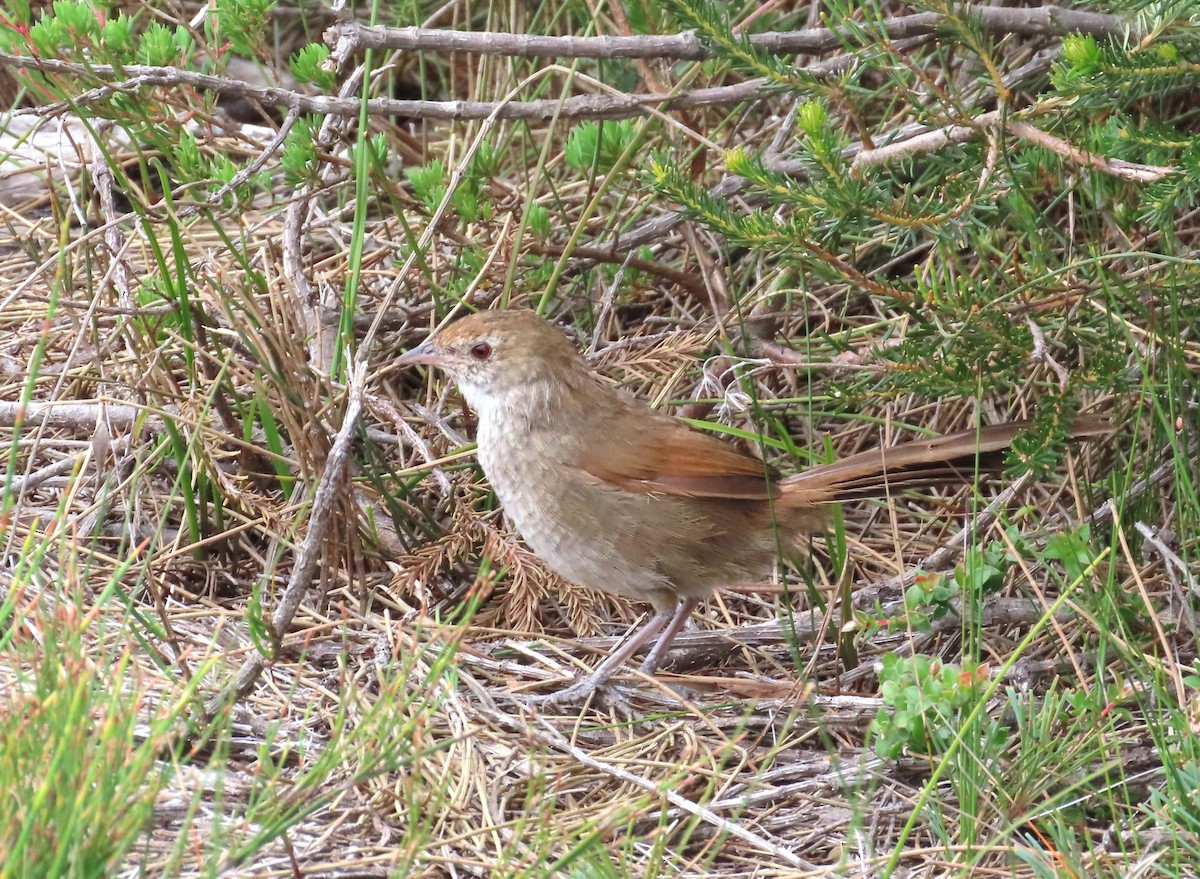 Eastern Bristlebird - ML643479048
