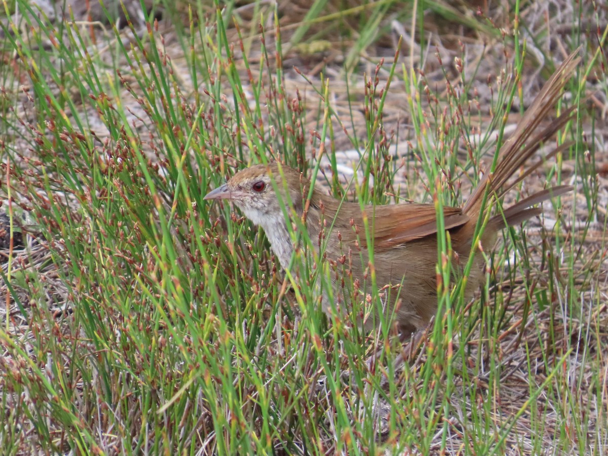 Eastern Bristlebird - ML643479049