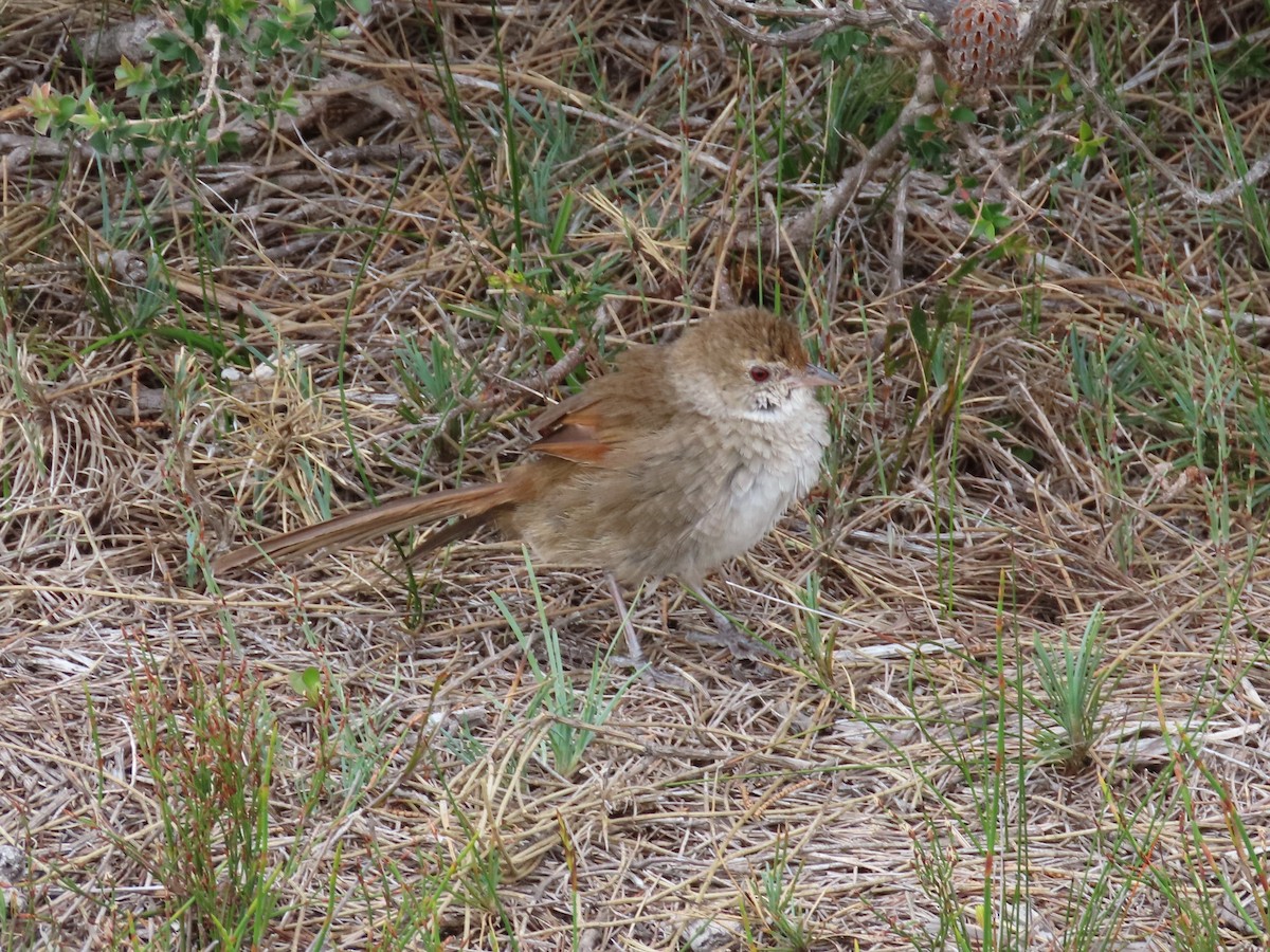 Eastern Bristlebird - ML643479050