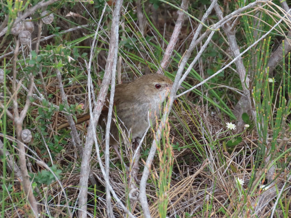 Eastern Bristlebird - ML643479051