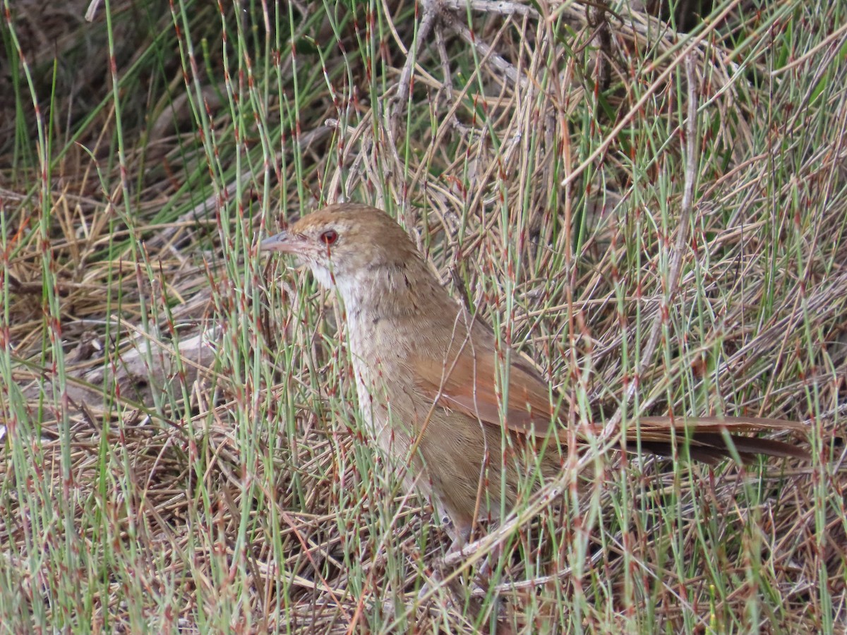 Eastern Bristlebird - ML643479053