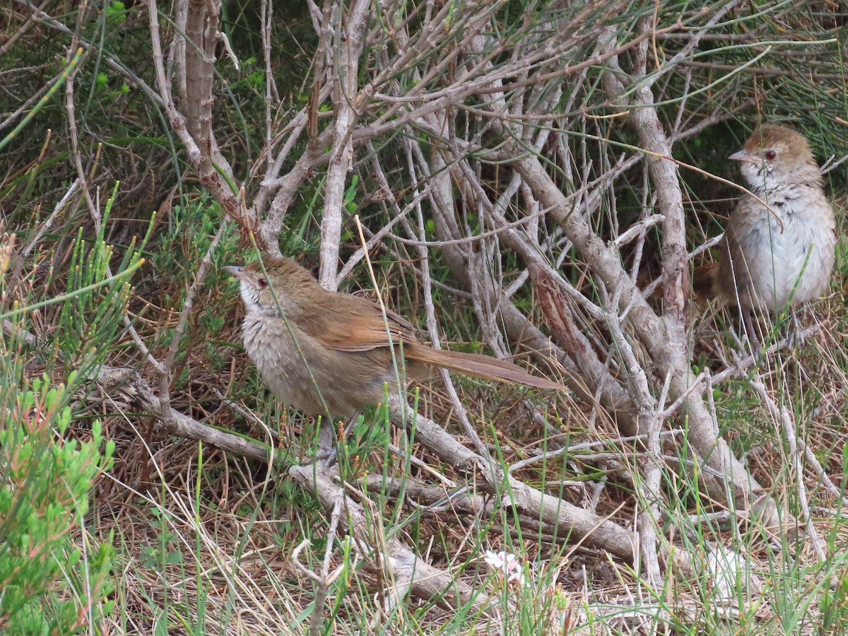 Eastern Bristlebird - ML643479054