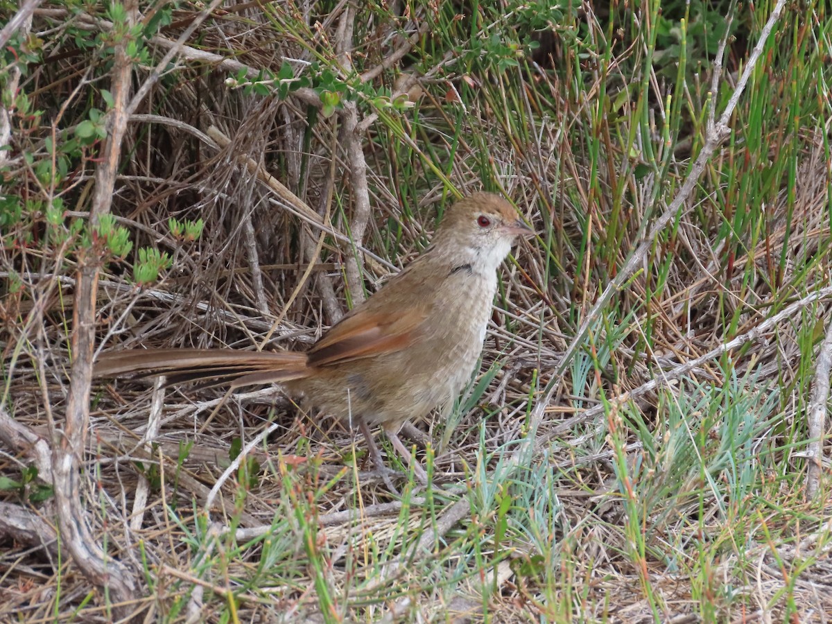 Eastern Bristlebird - ML643479056