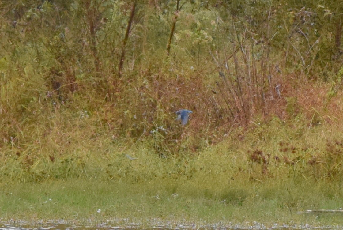Eastern Bluebird - ML643479057