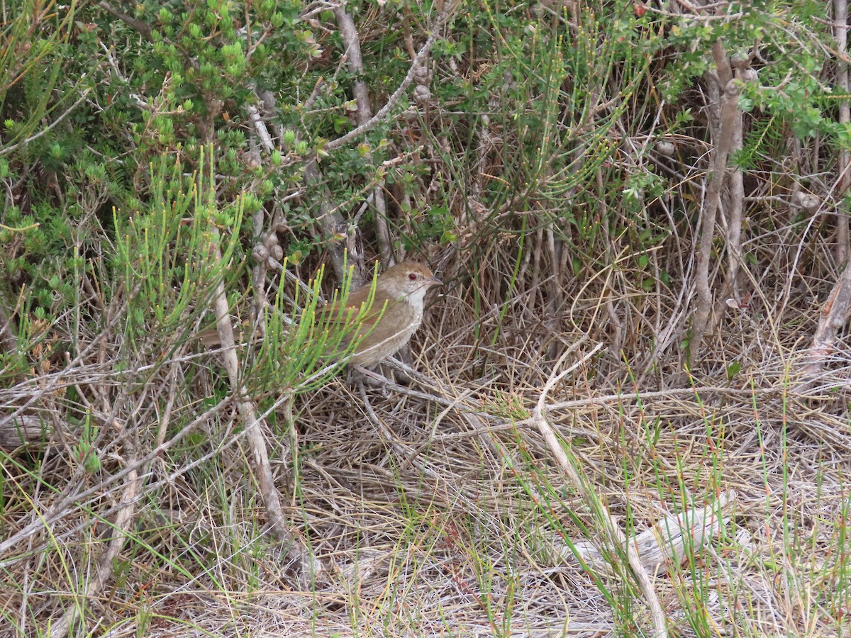 Eastern Bristlebird - ML643479060