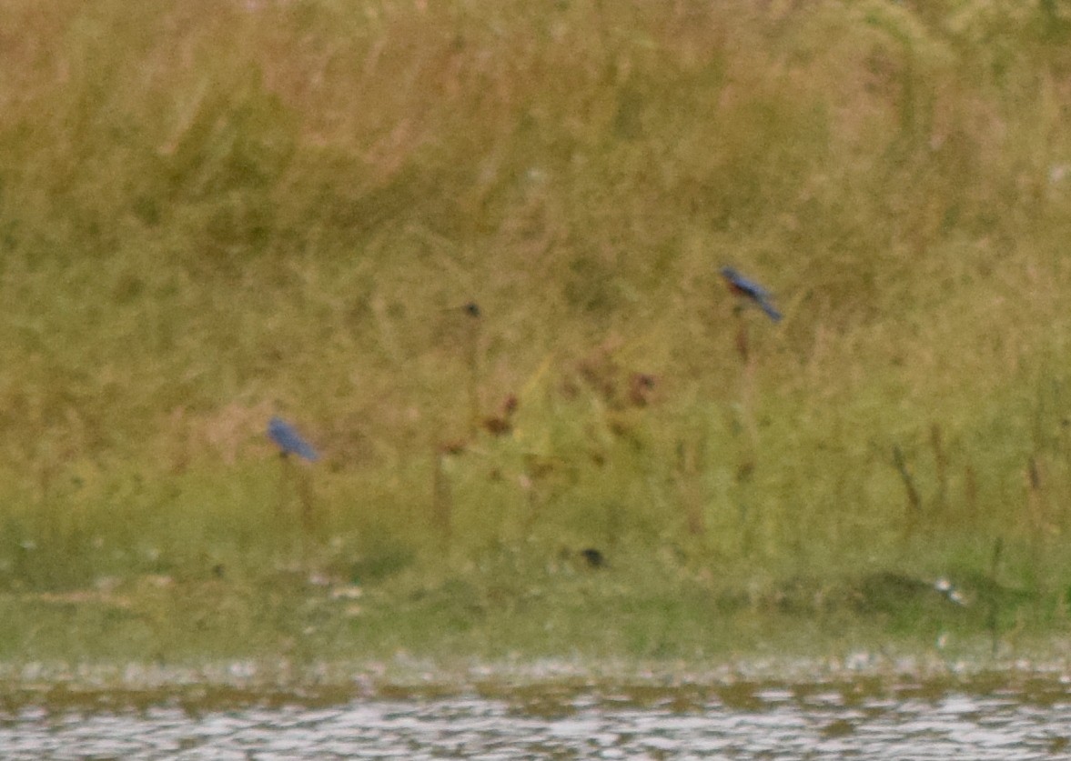 Eastern Bluebird - ML643479061