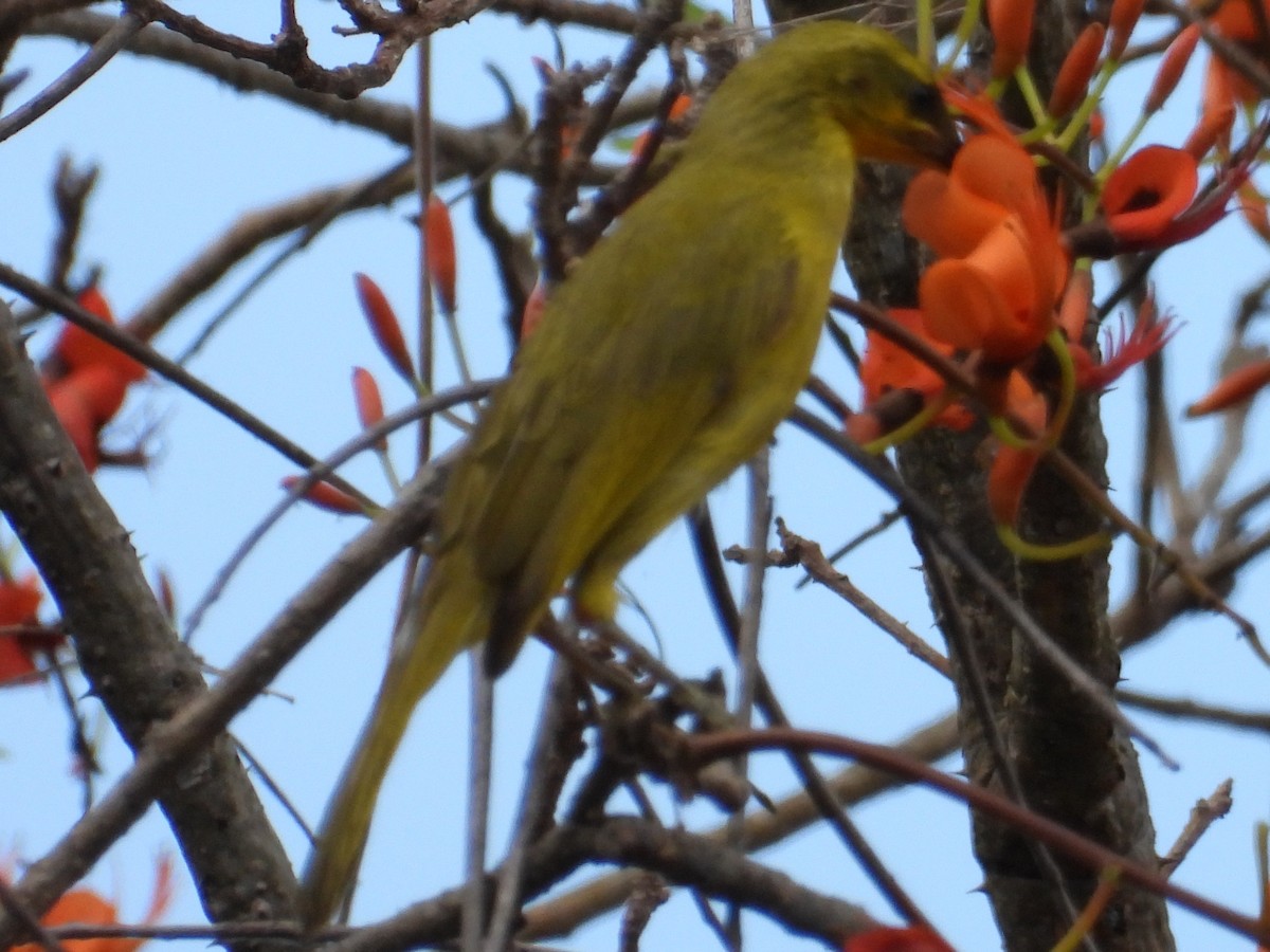 Yellow Honeyeater - ML643479064