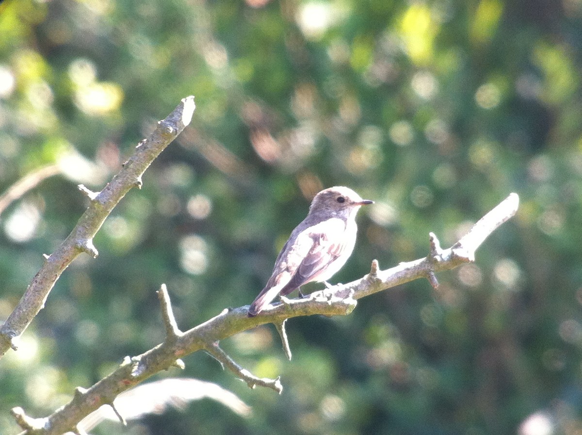 Spotted Flycatcher - ML643479065