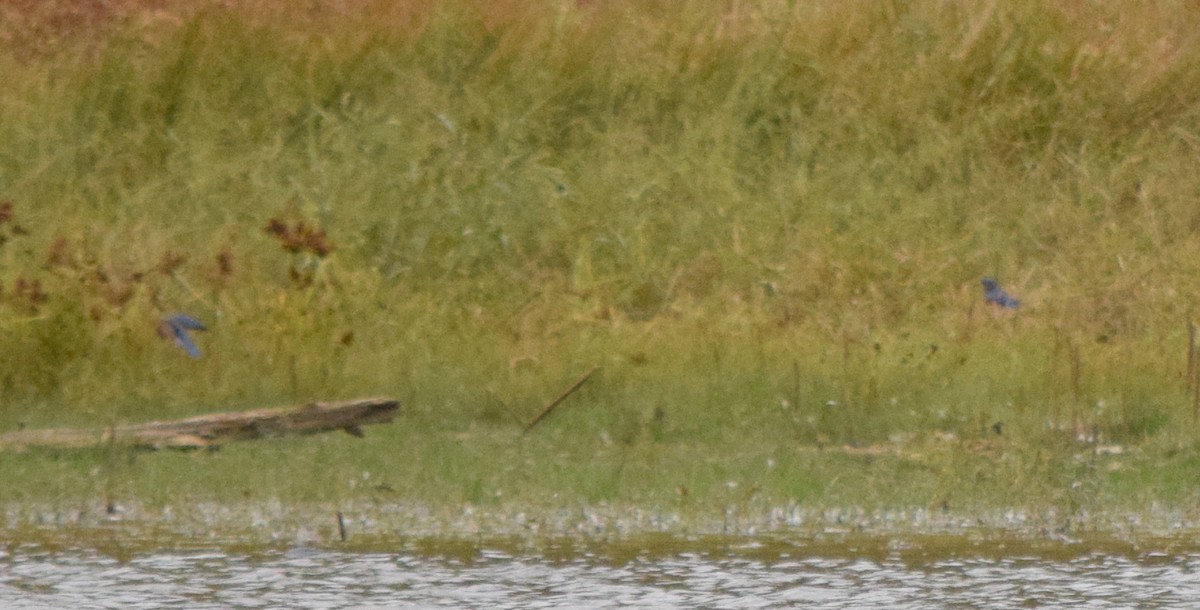 Eastern Bluebird - ML643479066