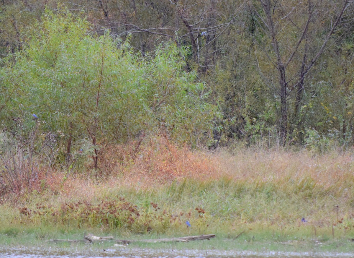 Eastern Bluebird - ML643479067