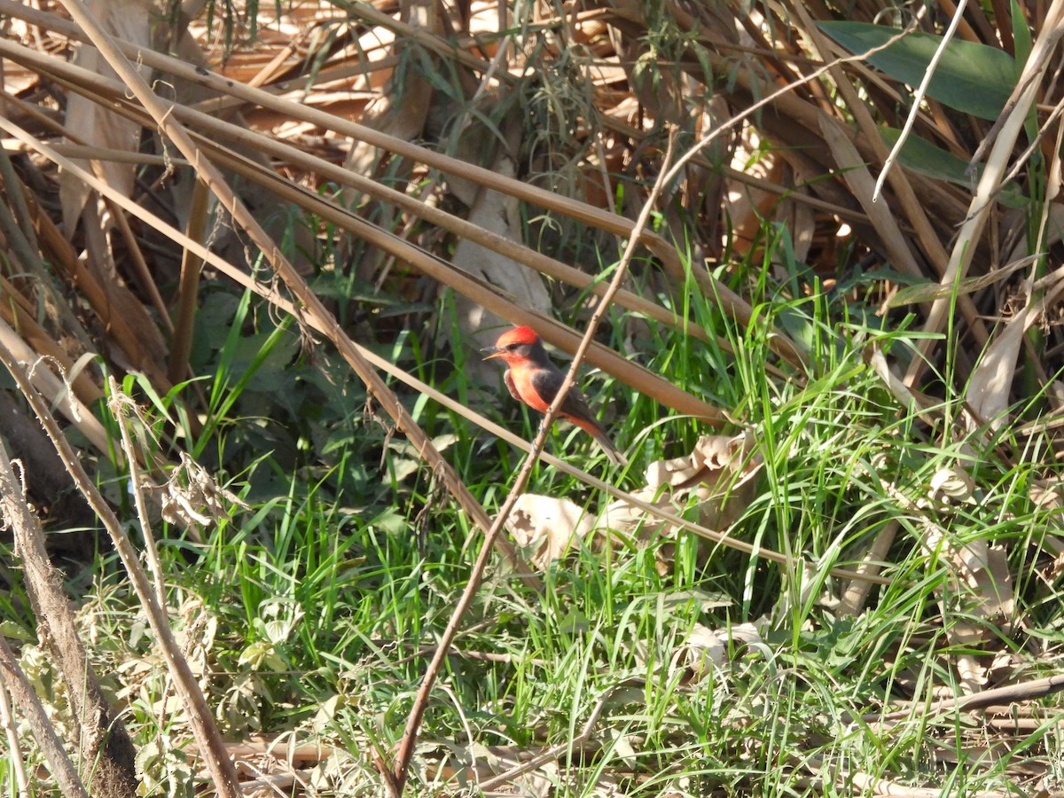 Vermilion Flycatcher (Austral) - ML643479068