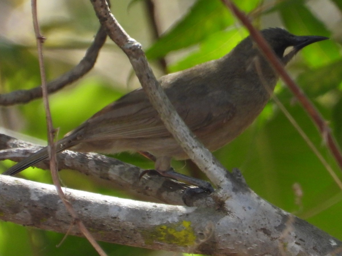 White-gaped Honeyeater - ML643479069