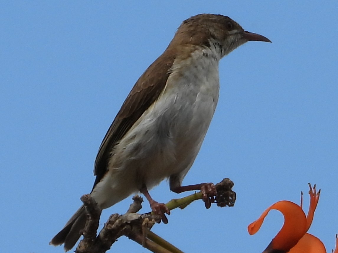 Brown-backed Honeyeater - ML643479076