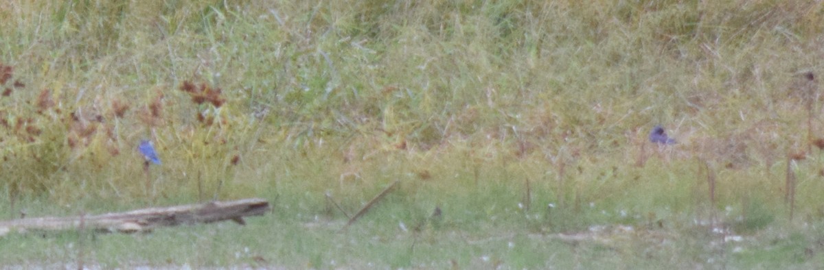 Eastern Bluebird - ML643479083