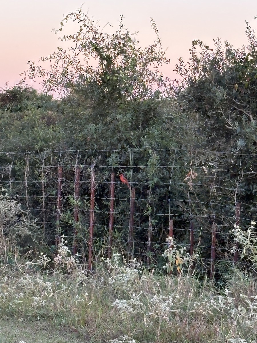 Northern Cardinal - ML643479086