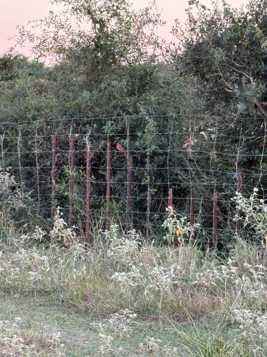 Northern Cardinal - ML643479087