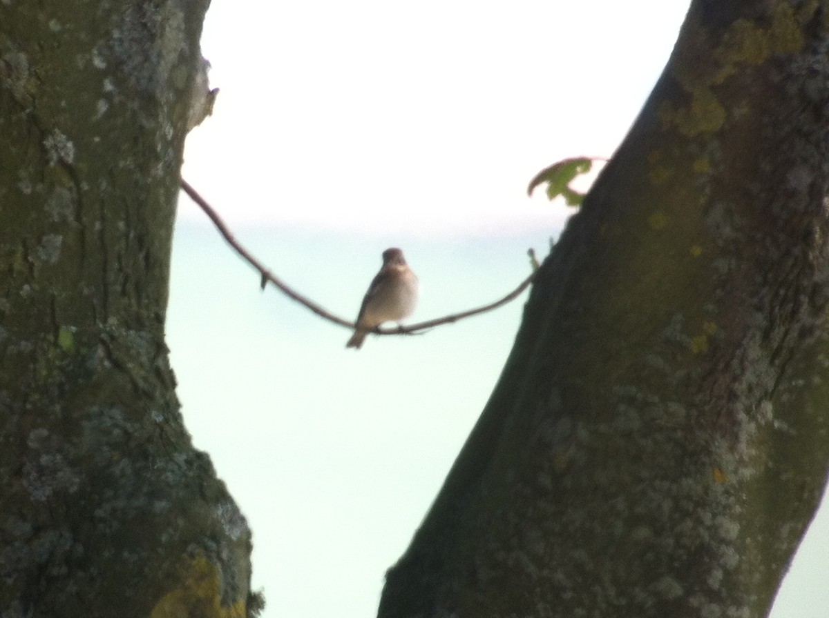 European Pied Flycatcher - ML643479090