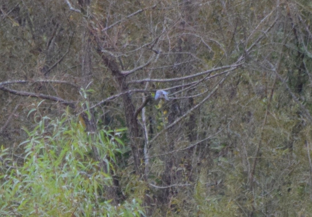 Eastern Bluebird - ML643479092