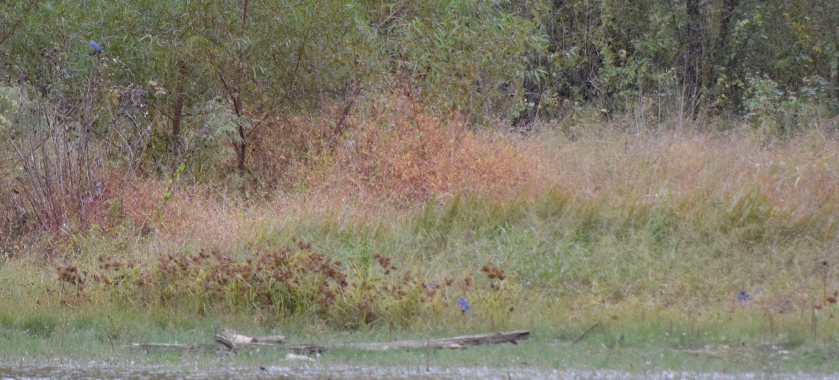 Eastern Bluebird - ML643479094