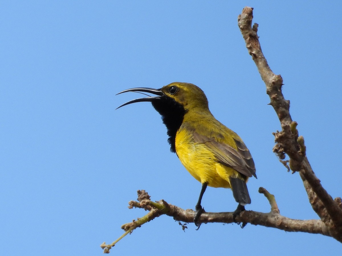 Sahul Sunbird - ML643479120