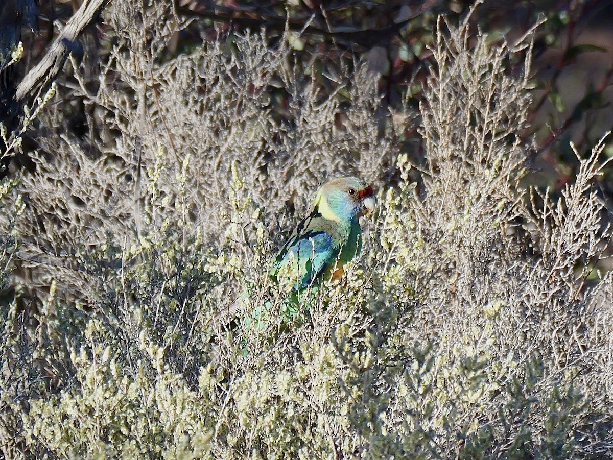 Australian Ringneck (Mallee) - ML643479129