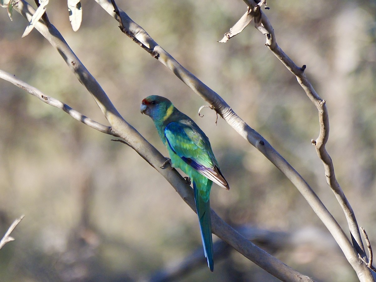Australian Ringneck (Mallee) - ML643479130