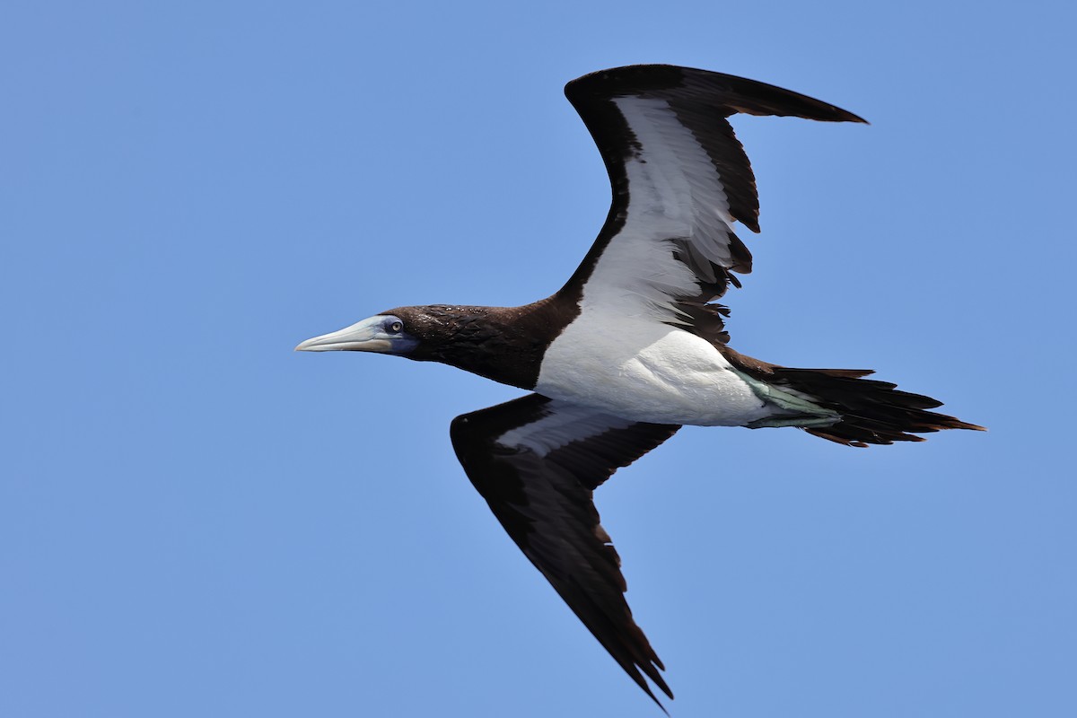 Brown Booby - ML643479140