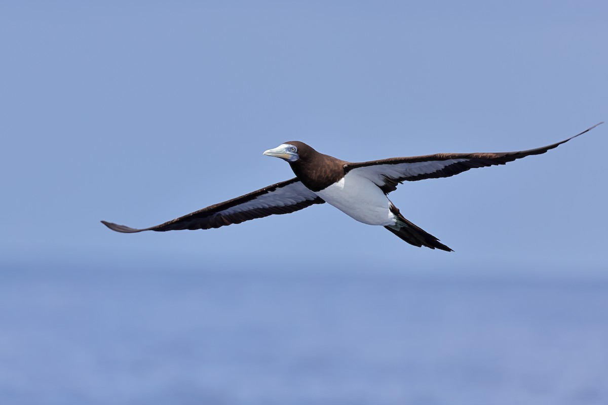 Brown Booby - ML643479141