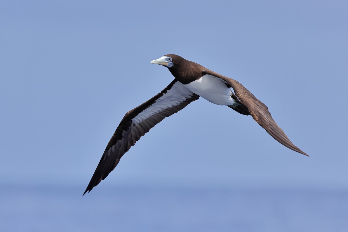 Brown Booby - ML643479142
