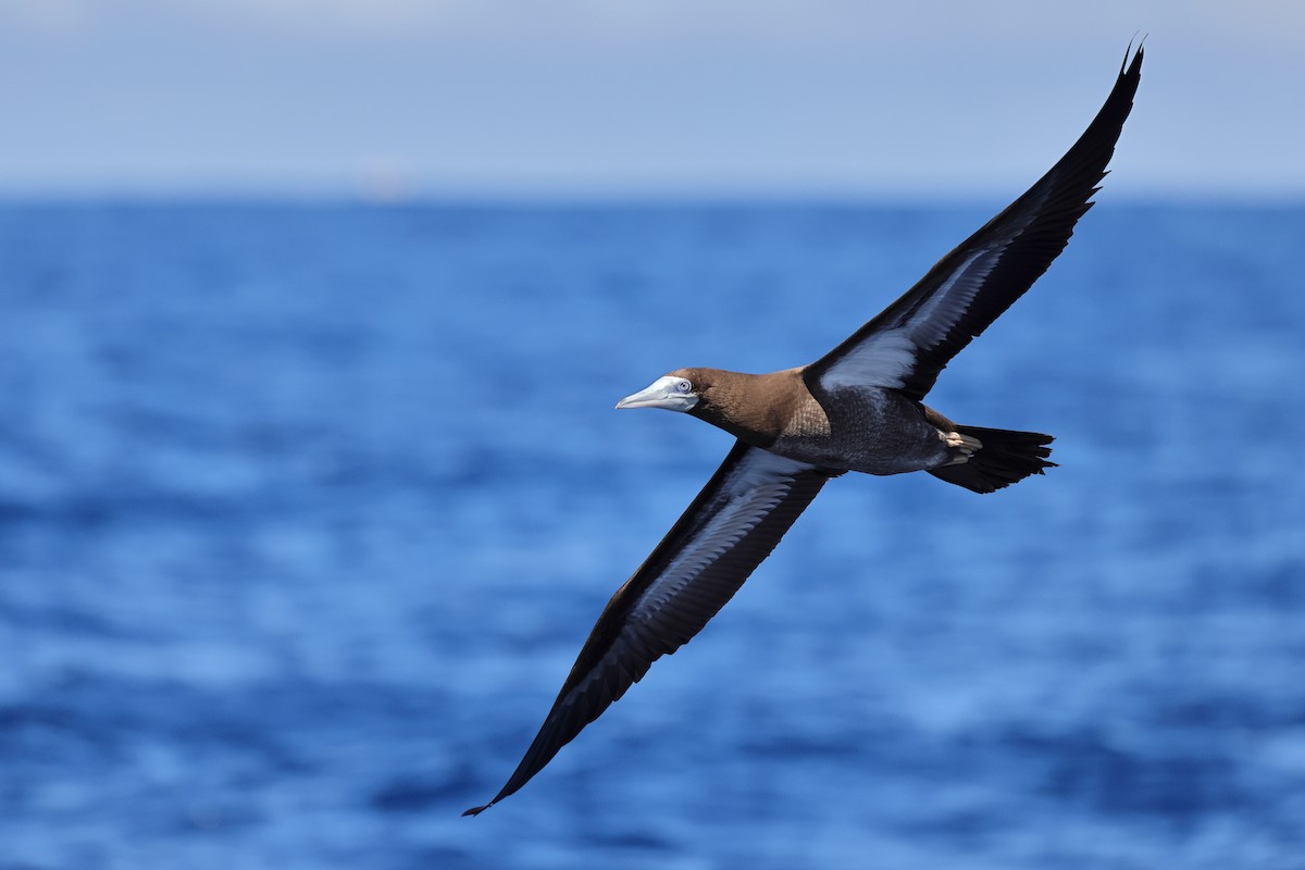 Brown Booby - ML643479143