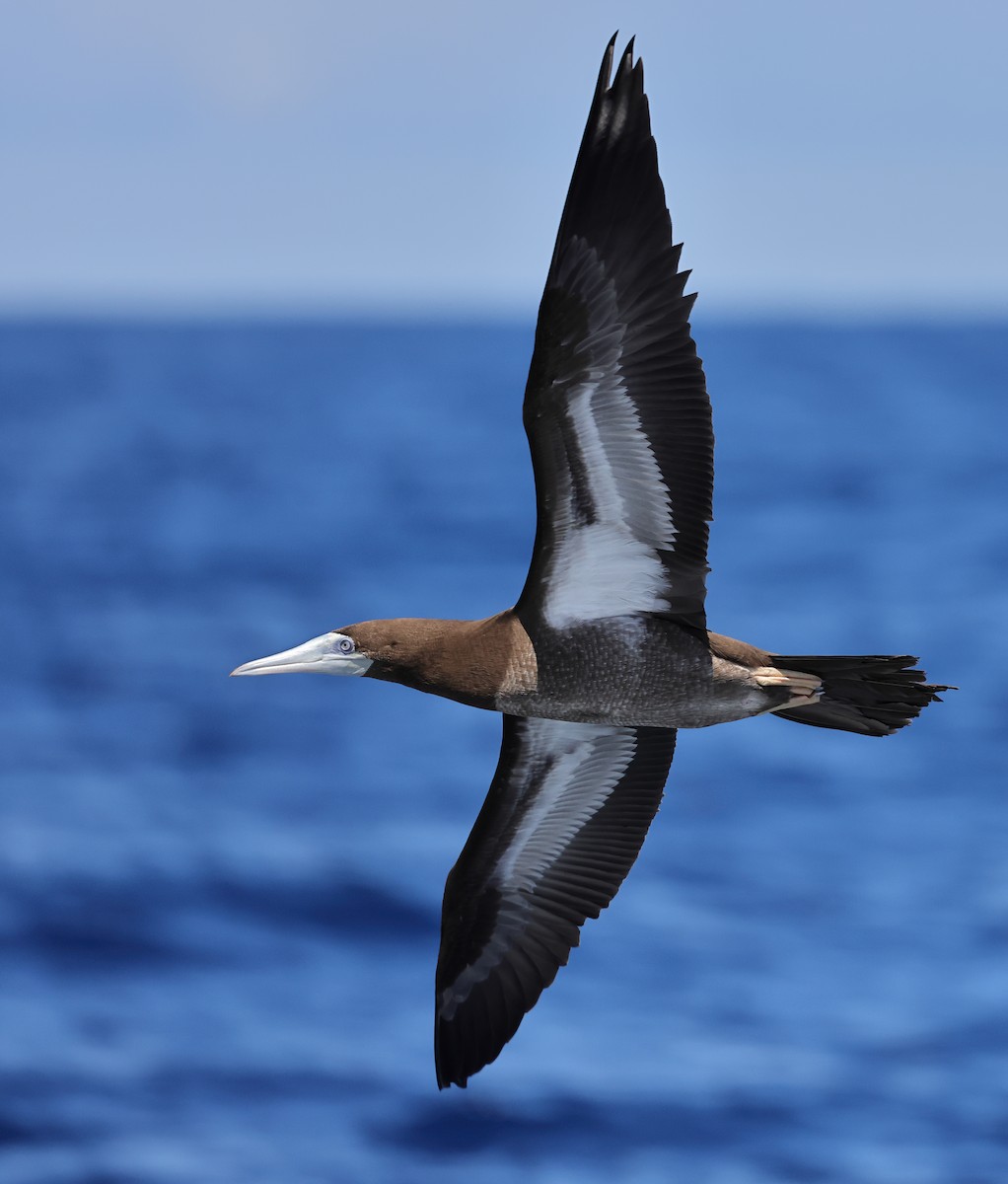 Brown Booby - ML643479144
