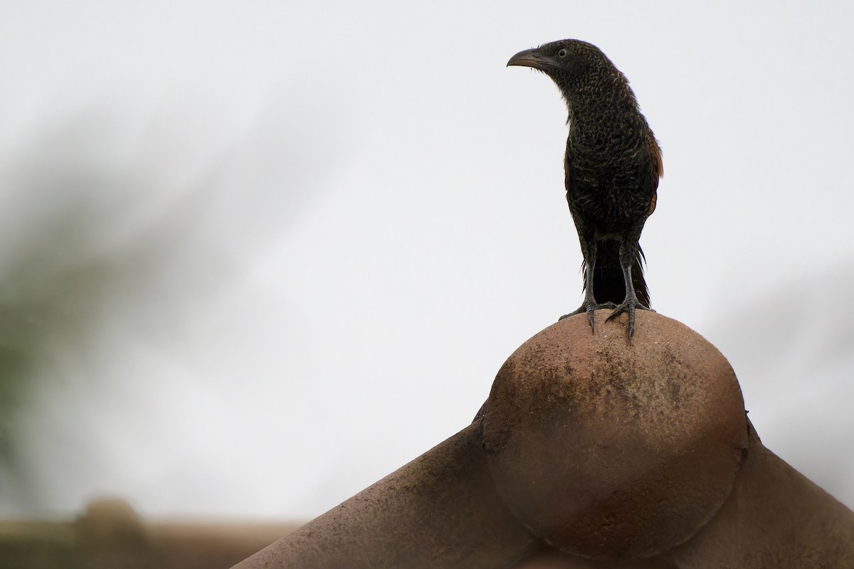 Greater Coucal (Greater) - ML643479149