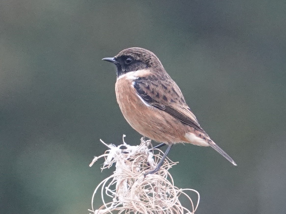 European Stonechat - ML643479157