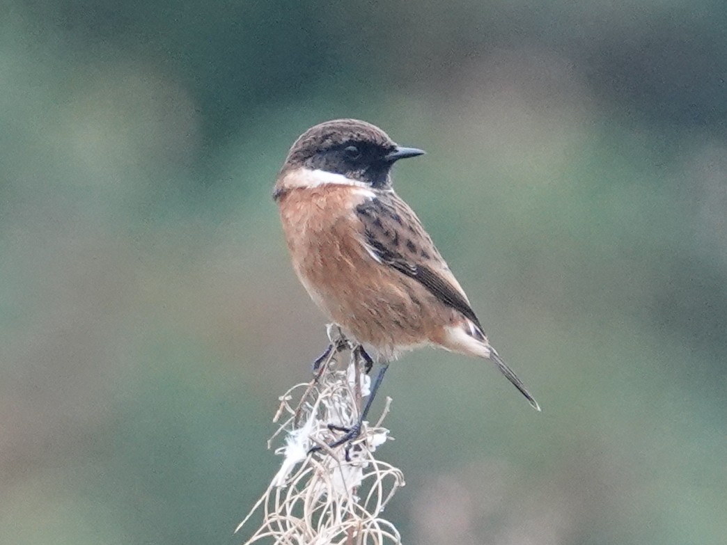 European Stonechat - ML643479158