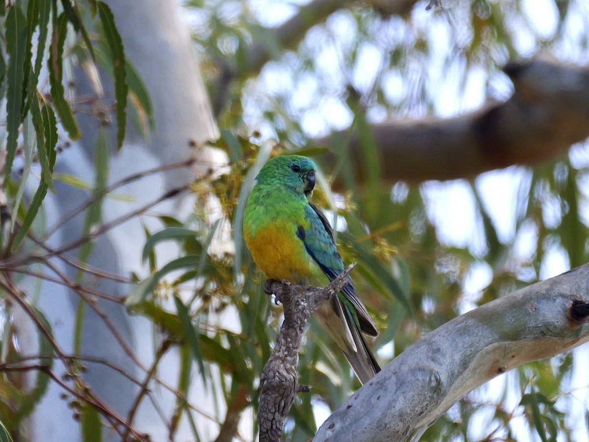 Red-rumped Parrot - ML643479161