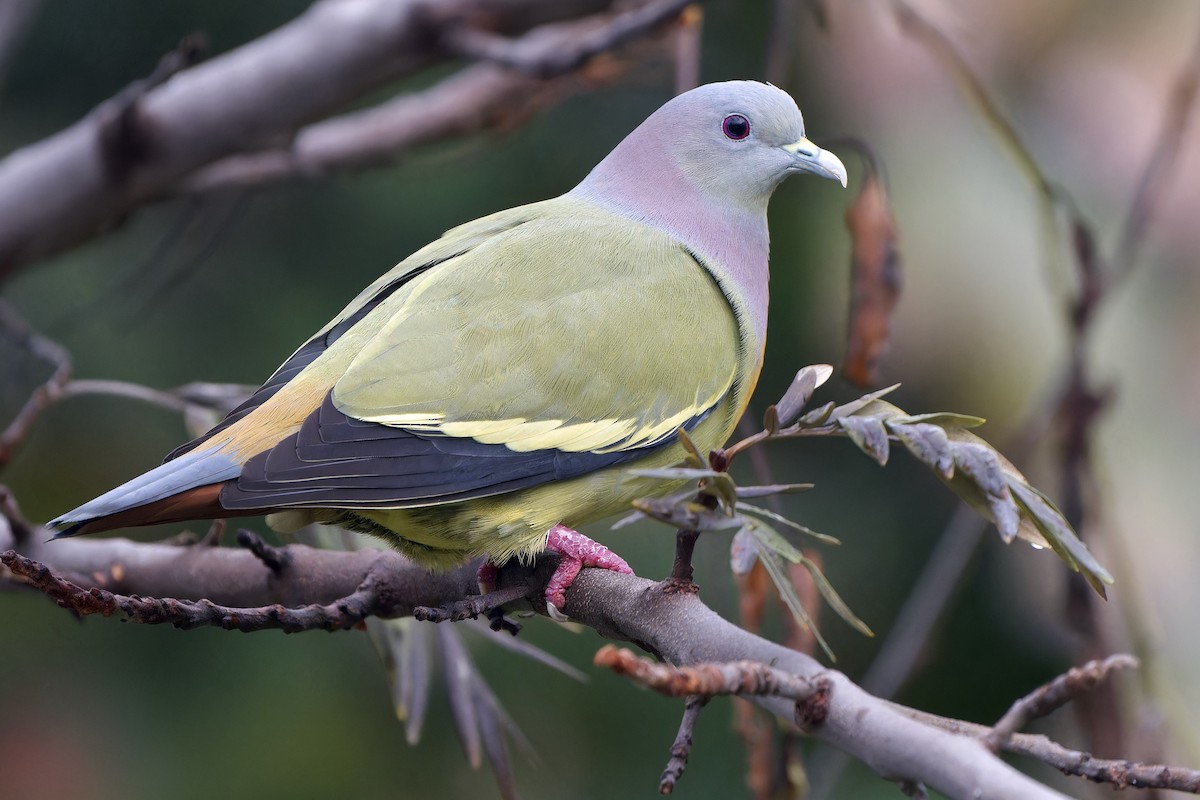 Pink-necked Green-Pigeon - ML643479167