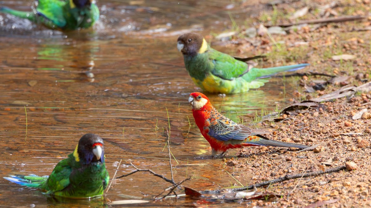 gulkinnrosella - ML643479181