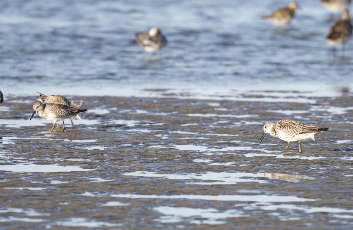 sibirsnipe - ML643479183