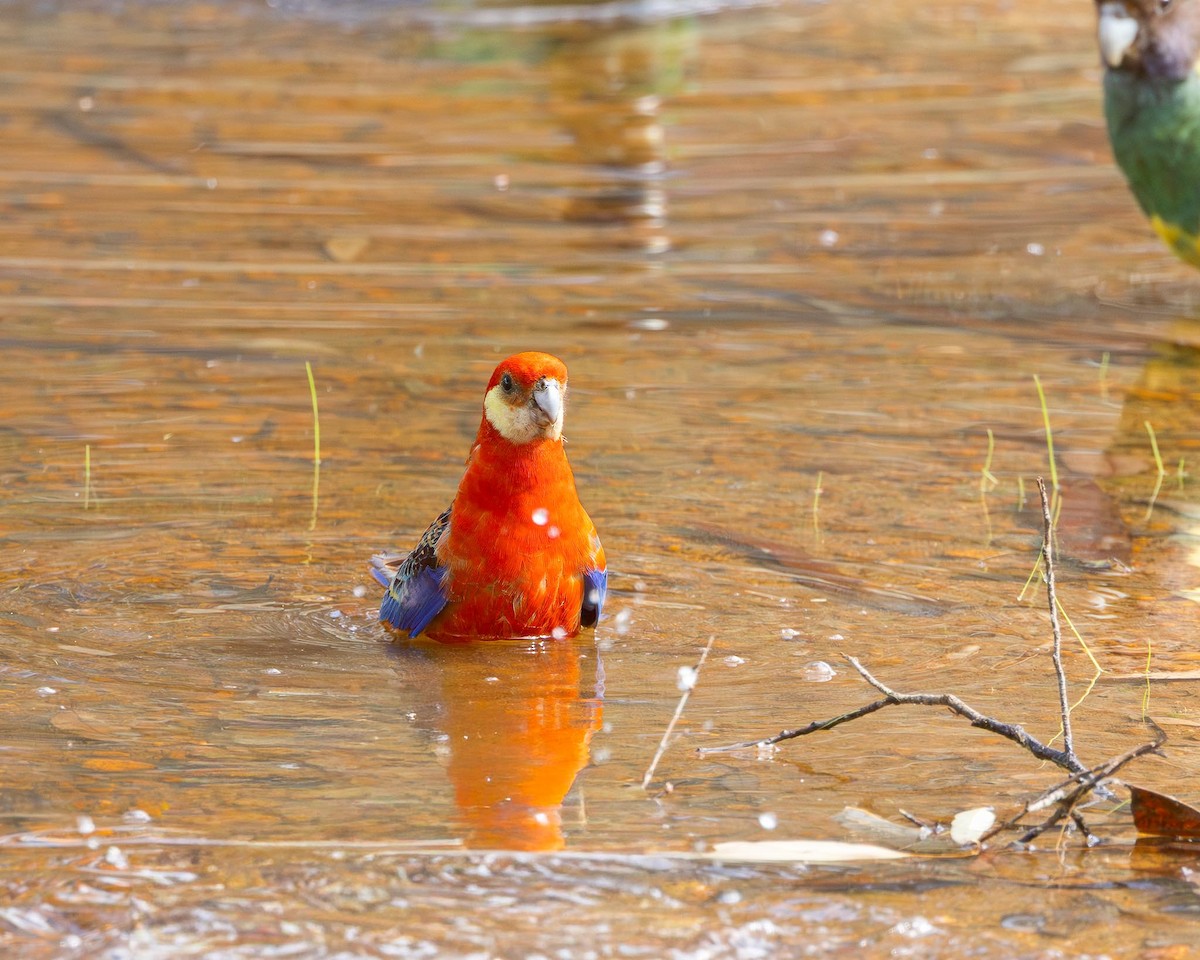 gulkinnrosella - ML643479189