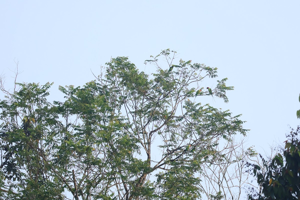 langhaleparakitt (longicauda/defontainei) - ML643479190