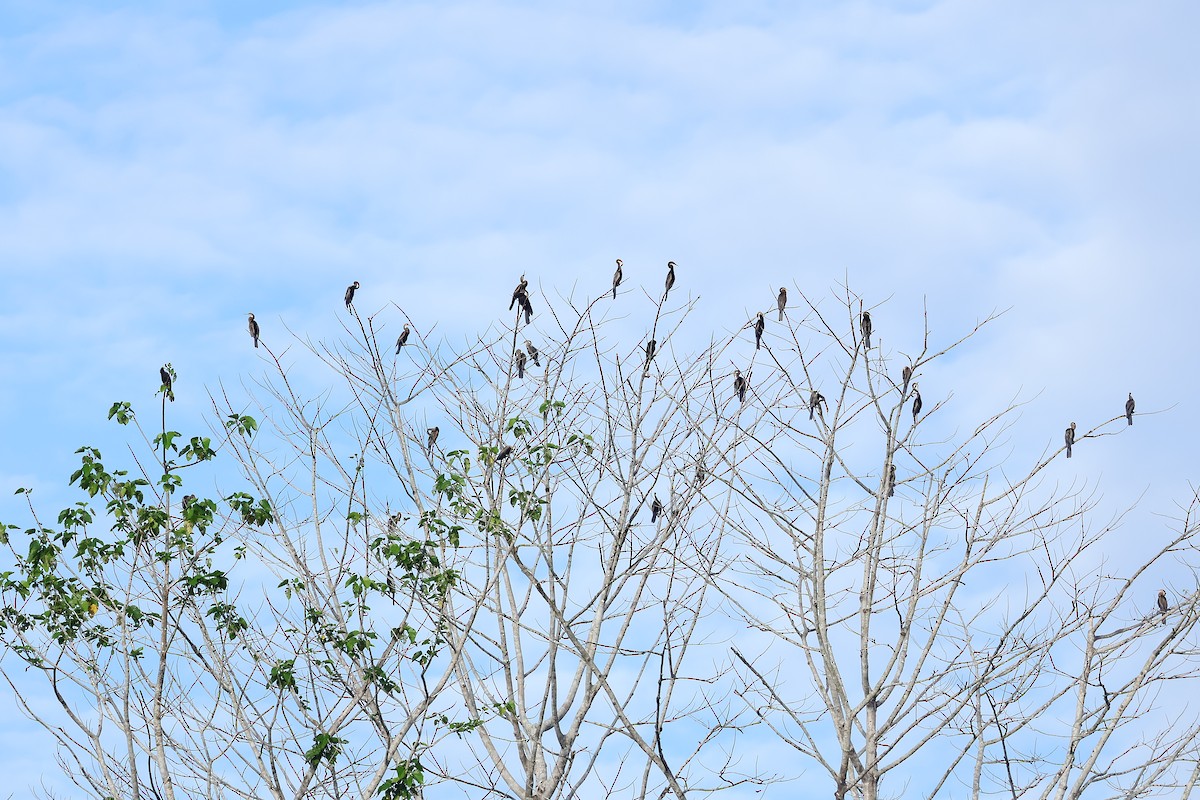 Oriental Darter - ML643479206