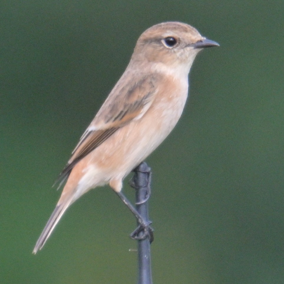 Amur Stonechat - ML643479211