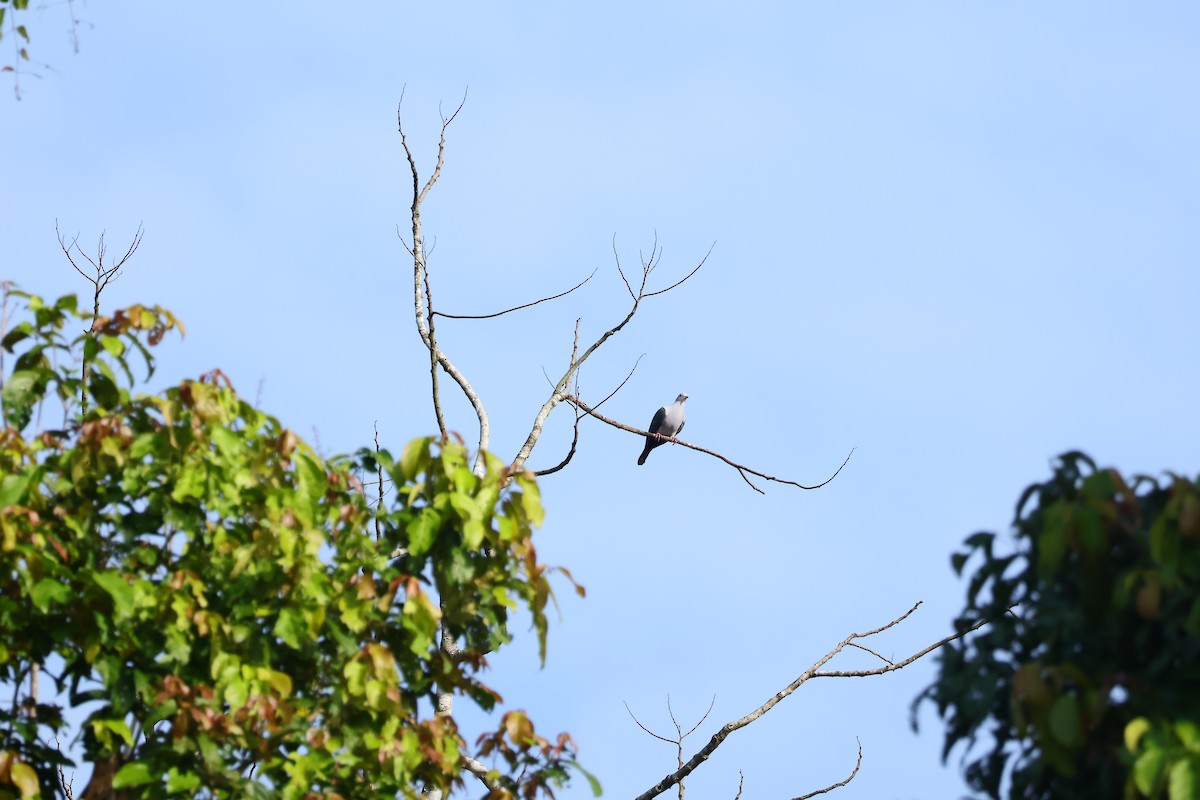 Green Imperial-Pigeon (Green) - ML643479212