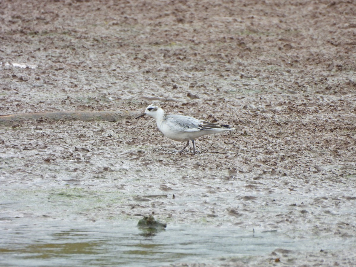 Red Phalarope - ML643479214