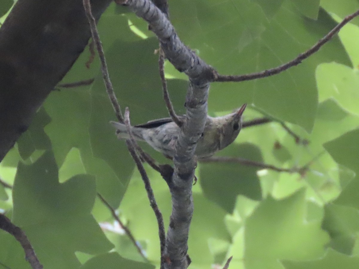 Pine Warbler - ML643479232