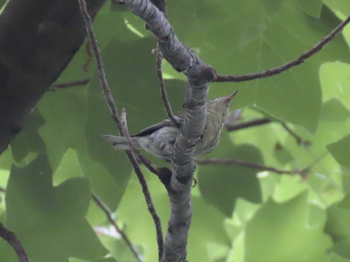 Pine Warbler - ML643479233
