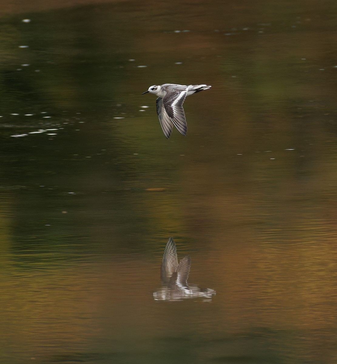 Red Phalarope - ML643479251