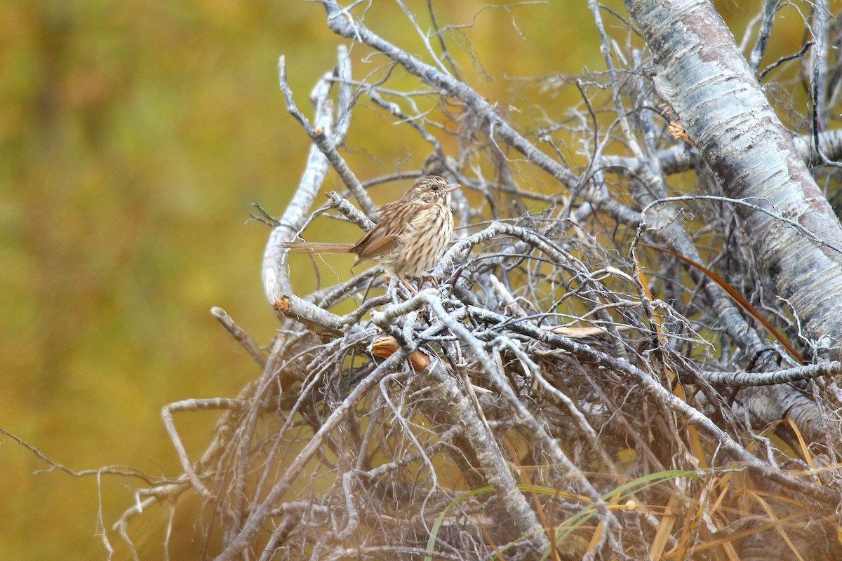 Song Sparrow - ML643479257