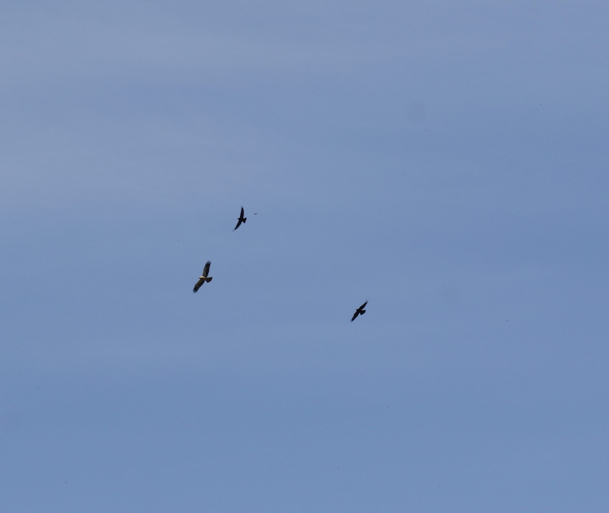 Booted Eagle - ML643479258