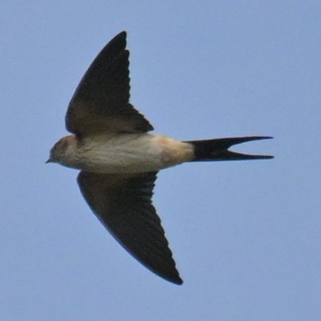 Eastern Red-rumped Swallow - ML643479259